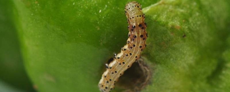 鳞翅目害虫用什么农药,鳞翅目害虫有哪些
