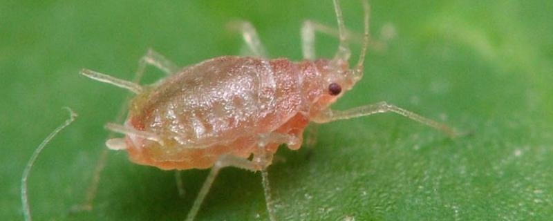 芽虫不用农药怎么杀虫,芽虫长什么样子