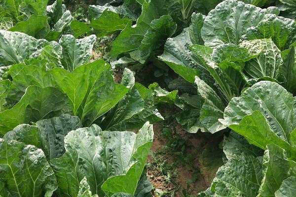 北方大白菜种植时间和方法