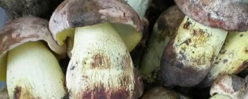 牛肝菌白葱红葱区别,附白葱牛肝菌的生长环境