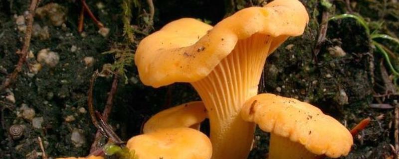 野生菌保鲜冷冻技术,有哪些品种