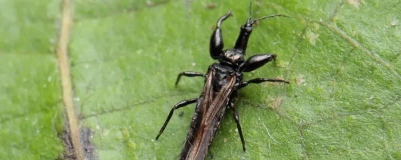 防治蓟马的长效农药,附防治时间和方法