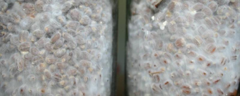 简述菌种选育方法,菌种选育的优缺点