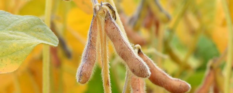 大豆打几次农药,附种植技术和肥料使用