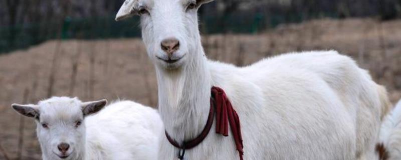 给羊检测布病最简单的方法,布病会不会传染给人