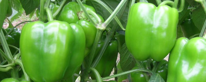 辣椒裂果打什么药,是什么原因导致的