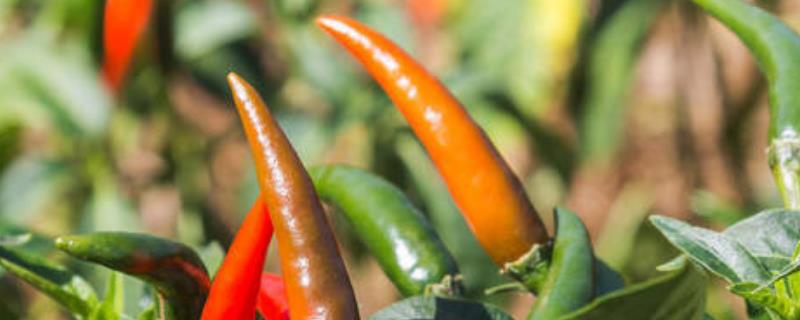 辣椒怎么种植产量高,辣椒种植需要施什么肥