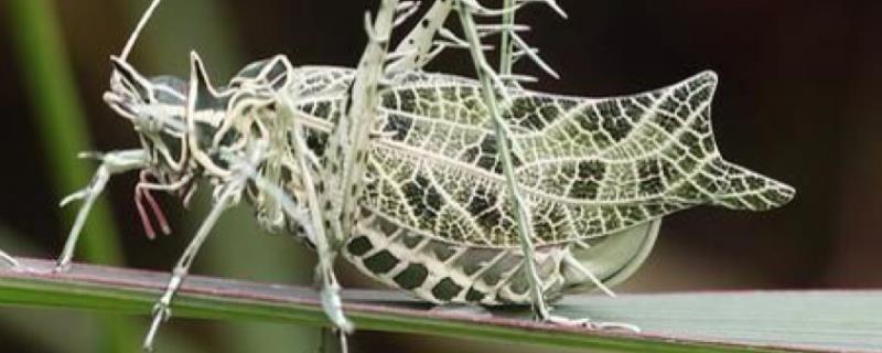 蝈蝈交配后多久产卵,交配期是什么时候