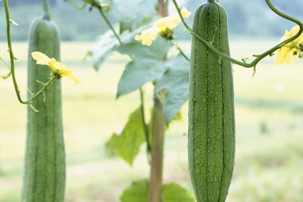 丝瓜不结瓜的原因及措施