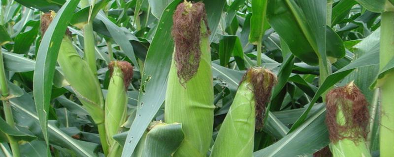 八月份种玉米晚不晚,种玉米的方法和步骤