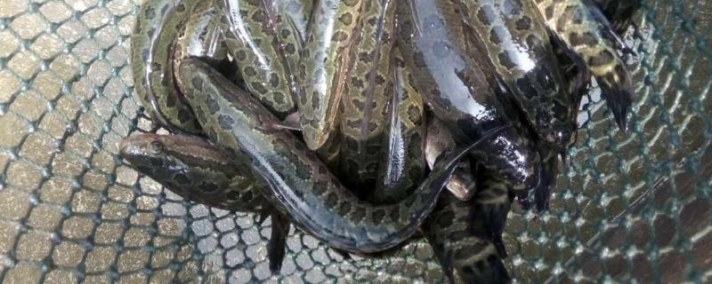 黑鱼产卵后多久孵化出小黑鱼,繁殖能力强吗