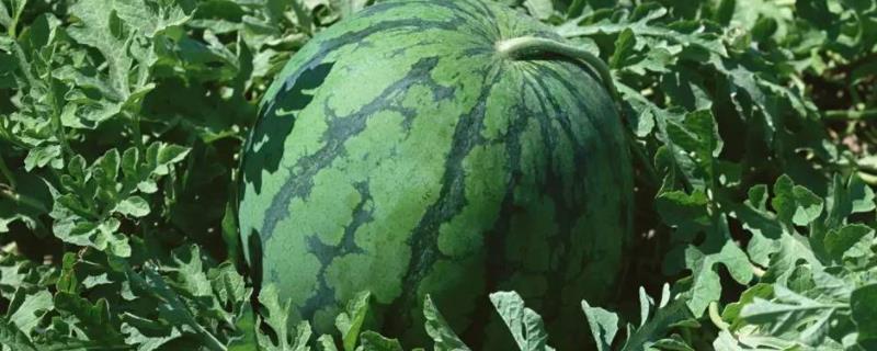 西瓜8月份还能种吗,哪个品种好