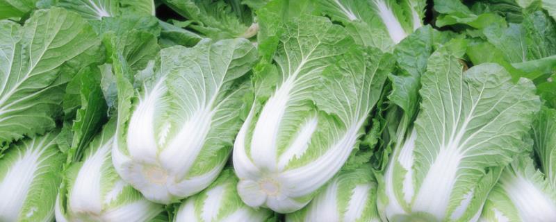 8月份适合种什么蔬菜