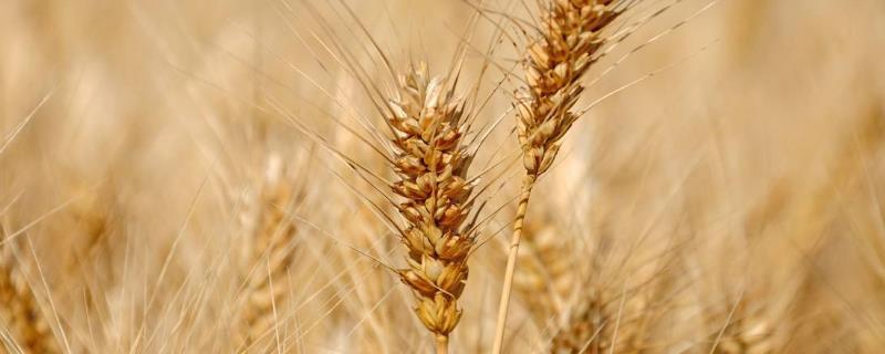 懒麦7号麦种特征,附简介