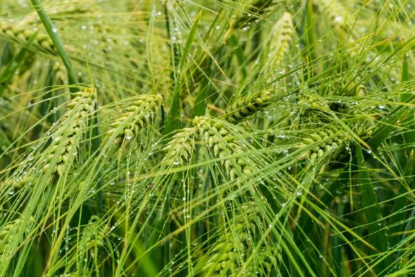 众麦998小麦品种介绍