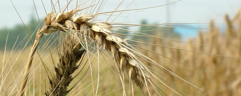 鲁科298小麦特征,附简介