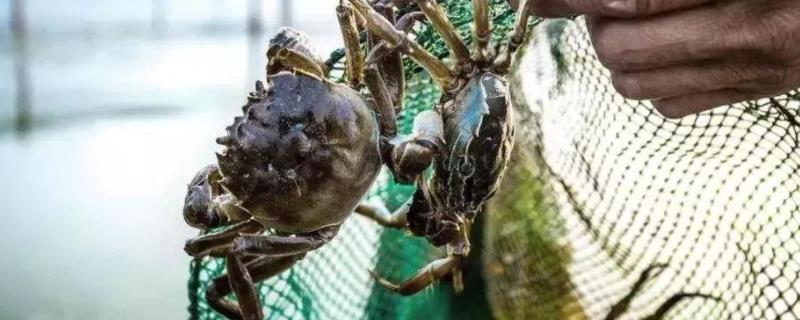 螃蟹下雨前多还是后多,如果被螃蟹抓破出血了怎么办