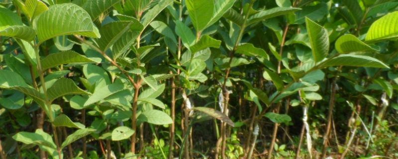 荔枝苗的种植方法和技术