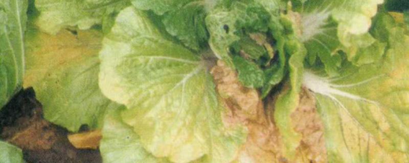 大白菜黄叶病用什么药,是什么原因引起的