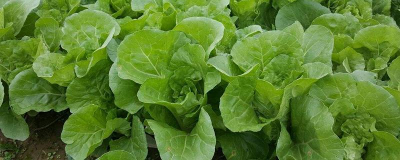 大白菜烂帮子用什么药,是什么原因引起的