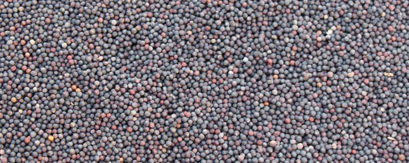 种上白菜籽就下雨了碍事吗,白菜籽的保质期有多长