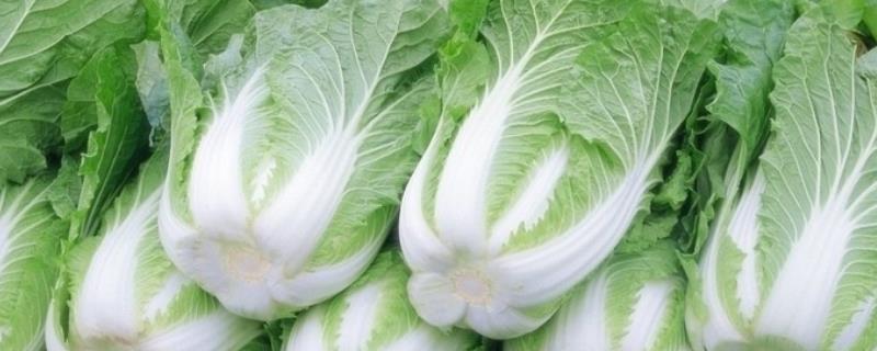 白菜根部腐烂怎么办,是什么原因引起的