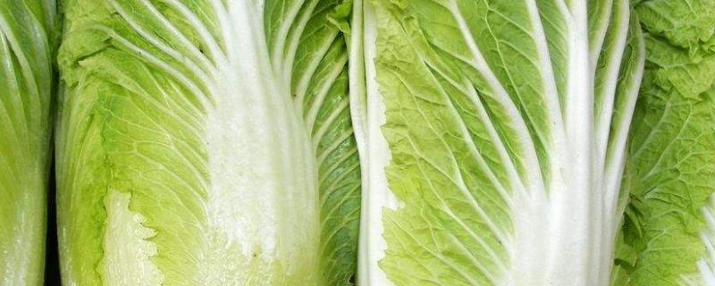 白菜杀虫土办法,杀虫药几点打效果好
