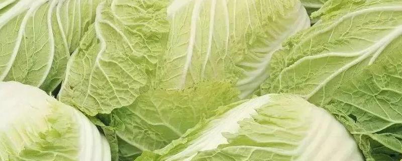 打了除草剂的地多久能种白菜,白菜打什么除草剂效果好