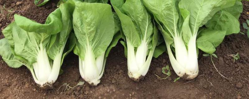 刚出来的小白菜怎么治虫,小白菜的苗期有多少天