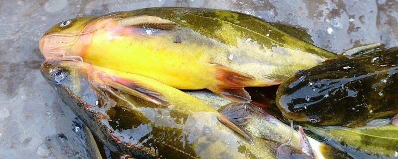 黄骨鱼养殖技术,对水质有没有要求