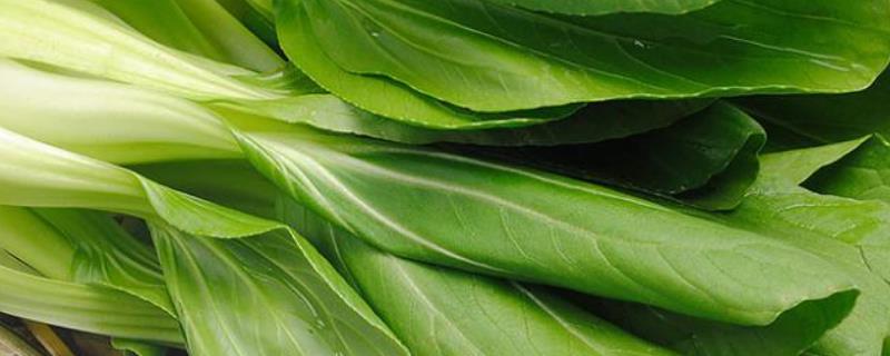 油菜亩产,油菜品种有哪些