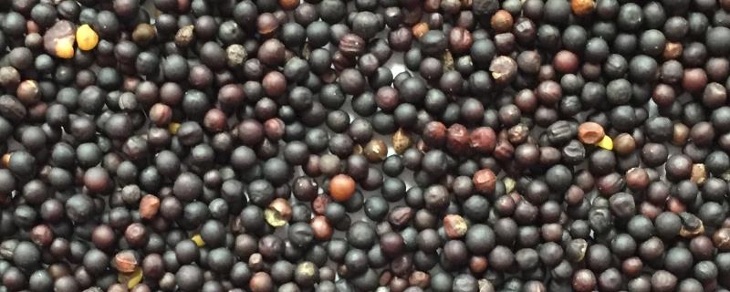 油菜籽亩产量一般多少斤，油菜籽种子品种哪个好