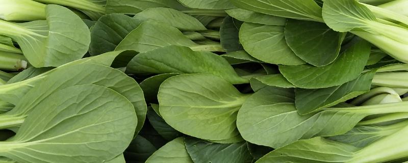 油菜倒伏是扶起来还是拔了,是什么原因引起的