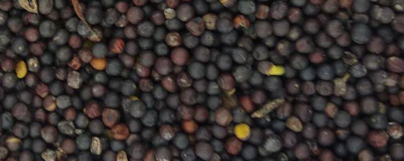 高产油菜种子有哪些品种