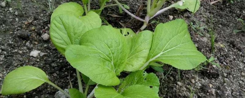 小白菜有虫眼用什么药,是什么原因引起的