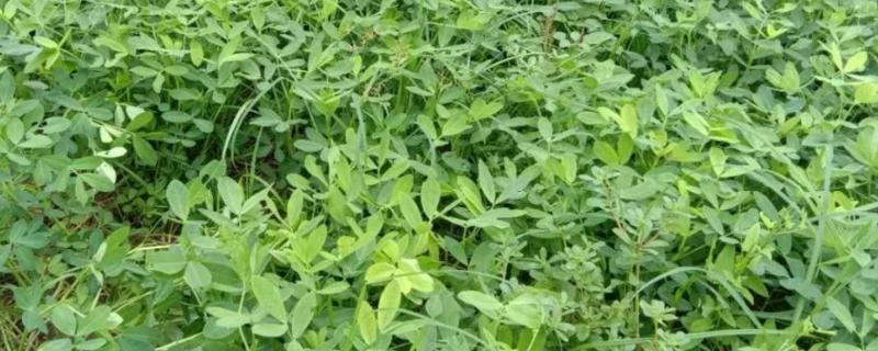 花生开花后多久成熟,施什么肥好