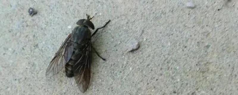 夏天牛身上的牛虻怎么办,被牛虻咬了怎么办