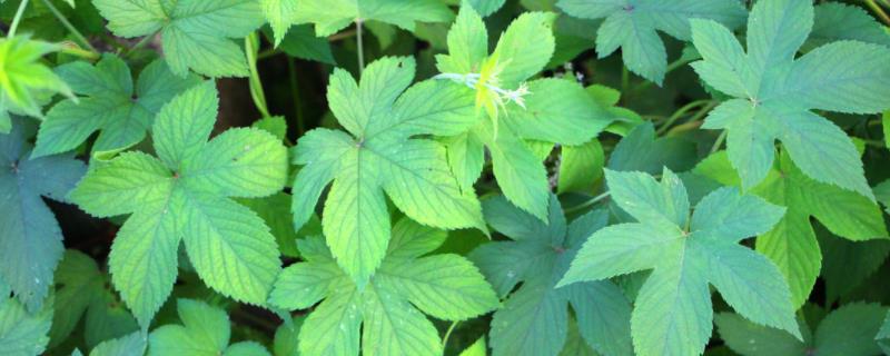 葎草用什么除草剂防除,葎草一般长在哪里