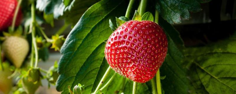 草莓角斑病图片及防治,是什么原因导致的
