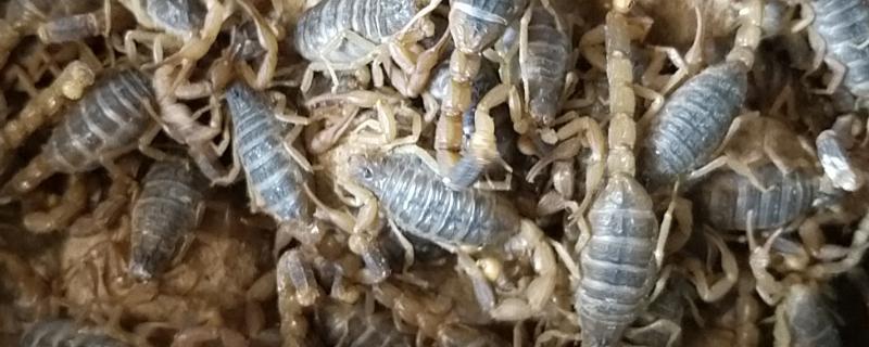 蝎子多久能长大,附生长环境和温度