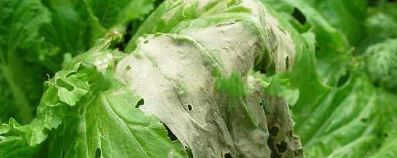 大白菜腐烂病特效药,是什么原因引起的