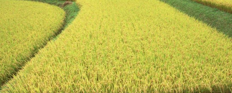 种植业和林业区别,种植业是第一产业吗