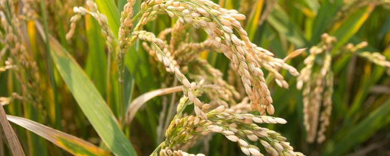 种植业有哪些种类,适合在什么地方