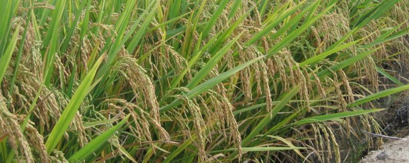 种植业是什么,国家扶持的项目有哪些