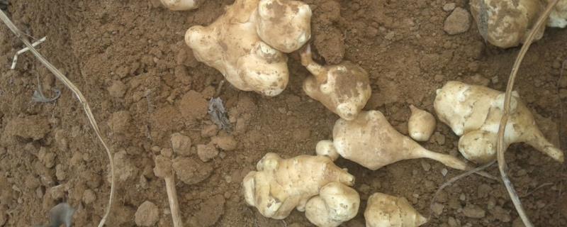 洋姜产量那么高怎么没人种植，洋姜几月份成熟可以挖