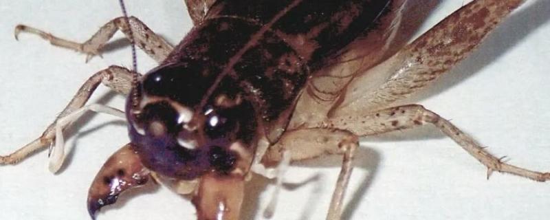 蟋蟀牙硬的饲料,牙齿大小怎么看