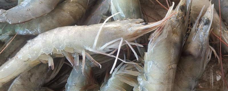 室内养虾需要什么条件和技术,水如何处理