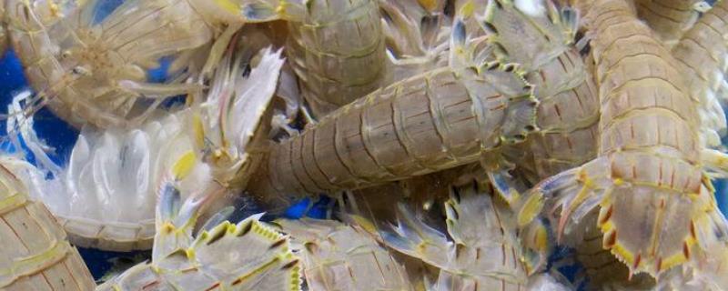 皮皮虾养殖温度和盐度,皮皮虾我基围虾的区别