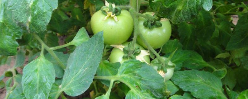 西红柿秧发黄是什么原因,西红柿秧什么时候需要掐尖