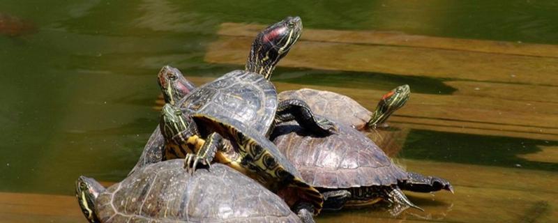 甲鱼王八鳖的区别,甲鱼和乌龟有区别吗